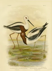 Cavaliere fasciato, 1891